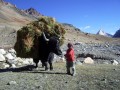 Chlapec s yakem - Malý Tibet