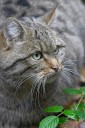 Kočka divoká (Felis silvestris; zdroj: http://www.wildkatze-in-oesterreich.at)